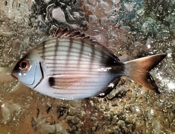 Pesce sarago piccolo